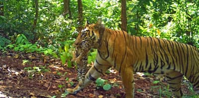 সন্তান প্রসব করেছে বাঘিনী জিনাত, টুইট ওড়িশার মুখ্যমন্ত্রী মোহন চরণ মাঝির