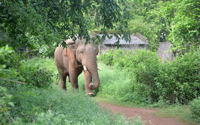 মারণরোগে আক্রান্ত হস্তিশাবক, এল থাইল্যান্ডের চিকিৎসক টিম