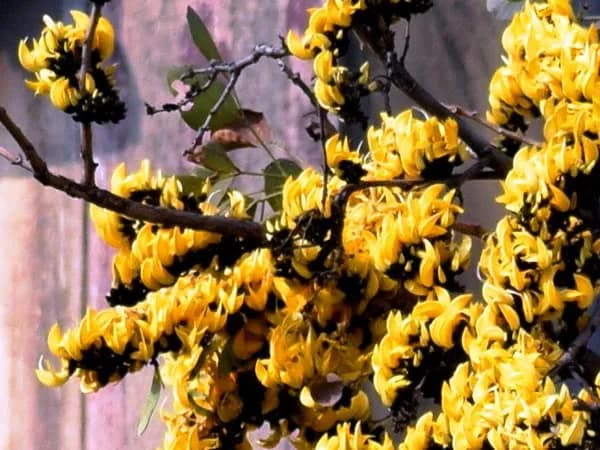 বেড়োর হলুদ পলাশ গাছের অস্তিত্ব সঙ্কটে, বাঁচাতে ‘মরিয়া’ বাসিন্দারা