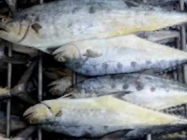 দীর্ঘদিন পর জালে উঠল প্রচুর পারা মাছ, উচ্ছ্বসিত সাগরের মৎস্যজীবীরা