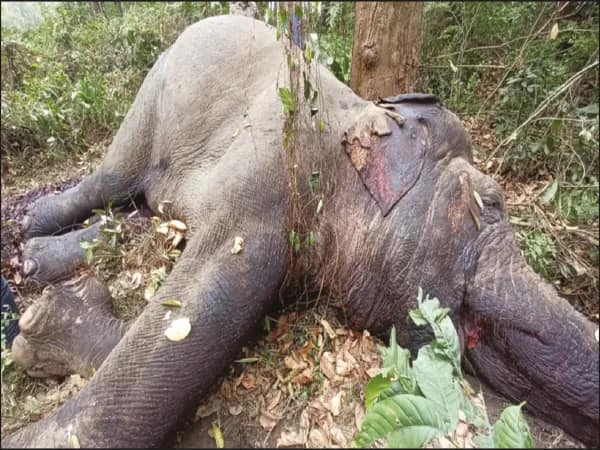 বাগডোগরার জঙ্গলে সঙ্গিনী দখলের লড়াই ২ পুরুষ হাতির, মৃত্যু একটির