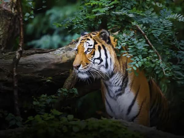বাঘের থাবায় আহত বনকর্মী হাসপাতাল থেকে ফিরলেন বাড়ি