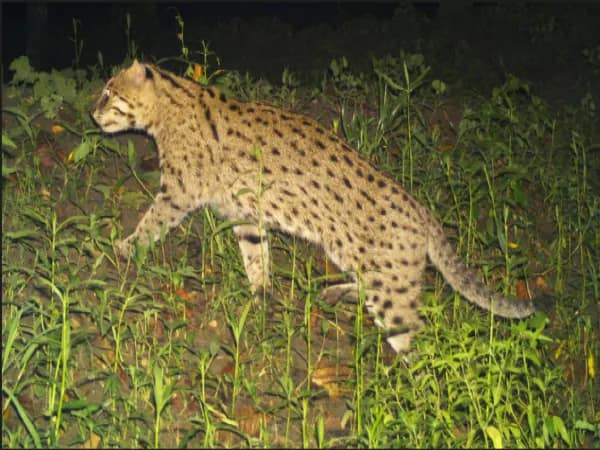 সুন্দরবনে প্রাণী-জল-জঙ্গলে ভারী ধাতুর ‘অনুপ্রবেশ’, বলছে গবেষণা
