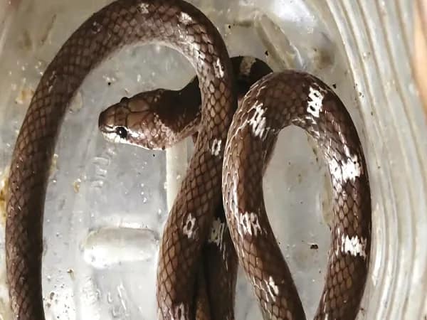 কামড়ানোর পর আস্ত সাপ ধরে নিয়েই সিউড়ি হাসপাতালে যুবক, দ্রুত চিকিৎসায় রক্ষা