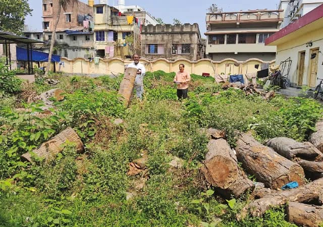 প্রাচীন সব গাছ কেটেই  শ্যামসায়রে সৌন্দর্যায়ন