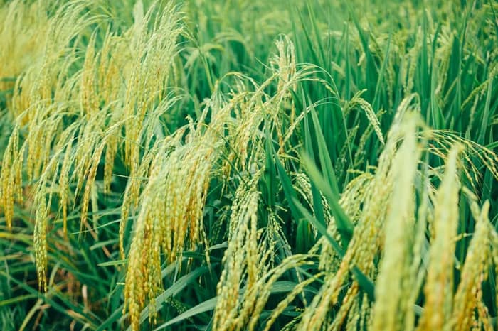 বোরো চাষে ভরসা ভূগর্ভস্থ আর্সেনিক প্রবণ জল, মুর্শিদাবাদে চিন্তায় কৃষি বিশেষজ্ঞরা