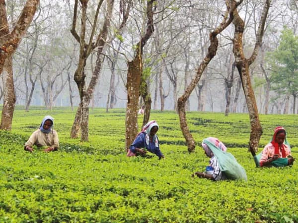 পাহাড়ে বন্ধ ন’টি বাগানের শ্রমিকদের পাশে রাজ্য