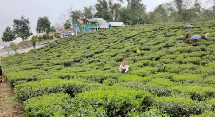 অ্যান্ড্রু ইয়ুলের টাকা নেই, বেতন হচ্ছে না চা বাগানে