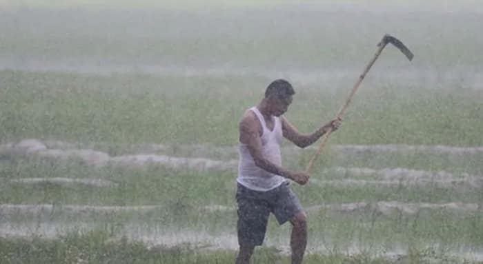 বিমা করতে বাধ্য হচ্ছেন কৃষকরা, সংস্থাগুলি মুনাফার পাহাড়ে