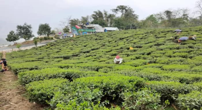 ডুয়ার্সে কেন্দ্রের অধীনস্থ সংস্থার  চা বাগানের বিরুদ্ধে এফআইআর