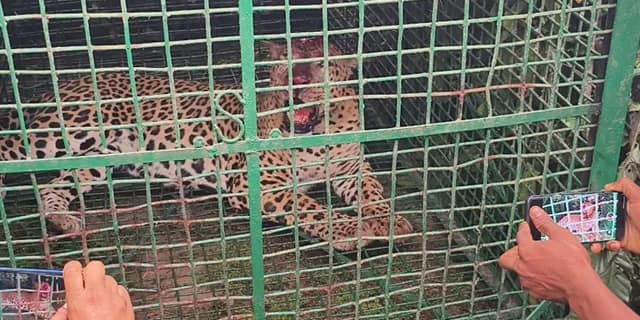 নাগরাকাটার চা বাগানে ফের ধরা পড়ল চিতাবাঘ