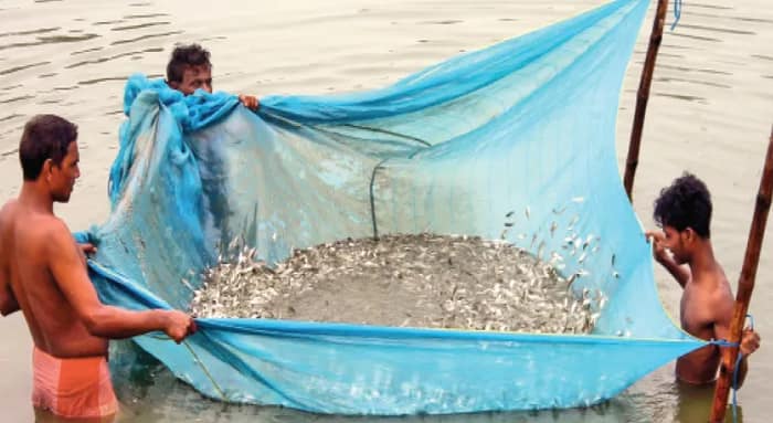 হুগলিতে দেড় কোটির মাছের চারা বিলি ঘিরে বিপাকে জেলা পরিষদ