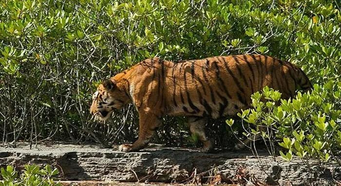 নদী সাঁতরে বাঘ ফিরল জঙ্গলে অবশেষে স্বস্তির নিঃশ্বাস কুলতলিতে