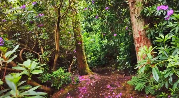 কুয়াশাভেজা বার্সের ট্রেক পথ