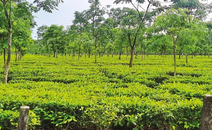 বৃষ্টিতে স্বস্তি ডুয়ার্সের চা বলয়ে, কমল সেচের খরচ