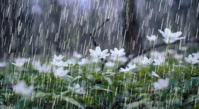 আগামী কয়েক ঘণ্টার মধ্যে ঝাড়গ্রাম, পুরুলিয়া ও পশ্চিম বর্ধমানের বিভিন্ন স্থানে ঝড়বৃষ্টির পূর্বাভাস