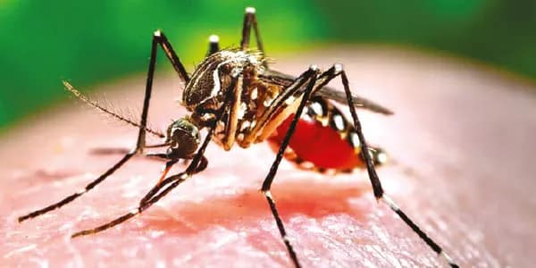 জেলায় ম্যালেরিয়ায় আক্রান্ত প্রায় ৩০০, বাড়ছে স্বাস্থ্যদপ্তরের উদ্বেগ