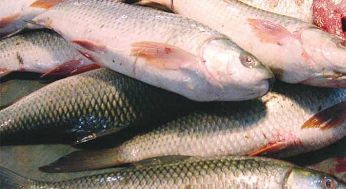 মহানগরে ‘সুফল বাংলা মৎস্য’ স্টল শীঘ্রই