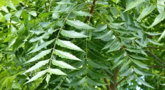 এই গরমে নিমফুল ও বীজ কেন উপকারী?