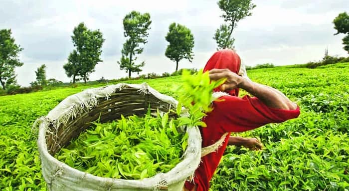 ১৯ মাস পর কাল খুলছে মাদারিহাটের ঢেকলাপাড়া চা বাগান