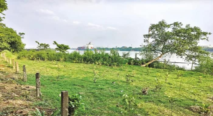 হাওড়ায় গঙ্গার পাড়ে বেড়ে উঠছে ম্যানগ্রোভ, সাফল্য বি গার্ডেনের, দূষণ রোধে কার্যকর হবে, আশা বিজ্ঞানীদের