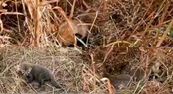কুনোয় ৫ চিতা শাবকের জন্ম, এক্স হ্যান্ডেলে পোস্ট মধ্যপ্রদেশের মুখ্যমন্ত্রীর