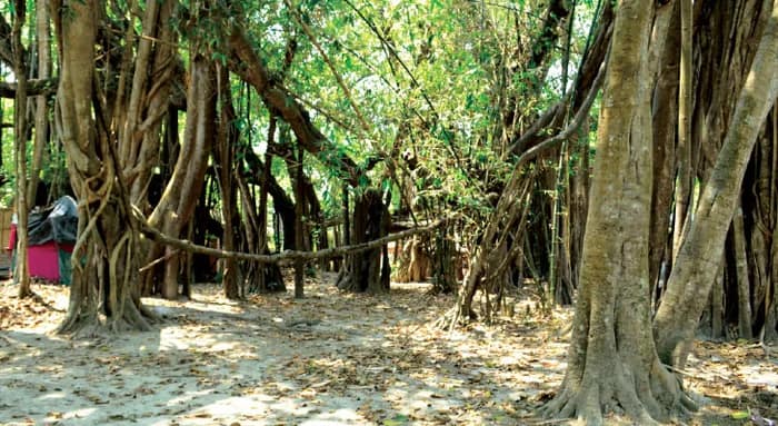 পর্যটকদের মনকে ‘ছায়া’ দিচ্ছে তিন বিঘার বটগাছ