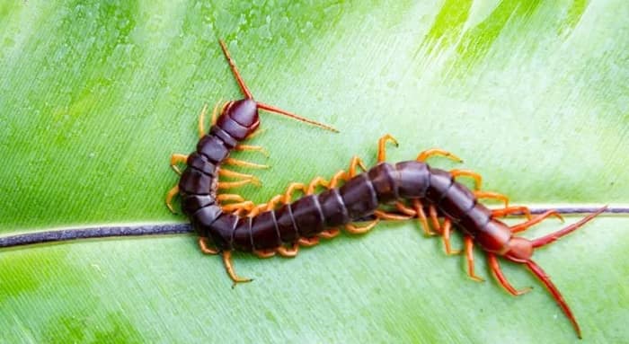 বিষাক্ত পোকা কামড়েছে? কী করবেন?