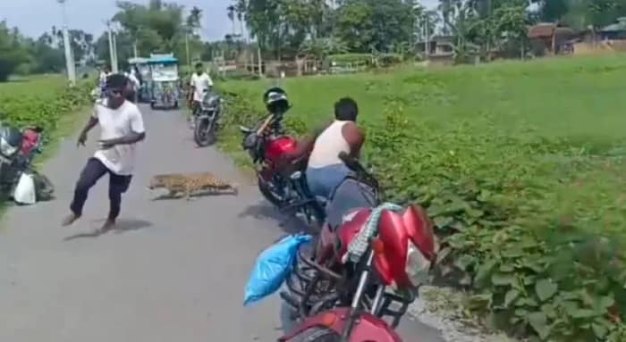 পাটখেতে লুকিয়ে চিতাবাঘ, হামলায় জখম পুলিস সহ ৩