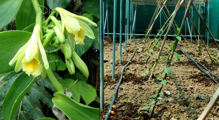 ভ্যানিলা গাছ রোপণে উদ্যোগী রাজ্য, কৃত্রিমের বদলে মিলবে আসল সুবাস