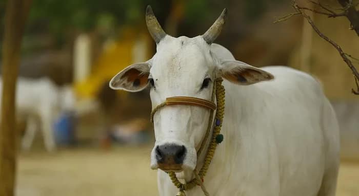 সিতাইয়ে অ্যানথ্রাক্স সংক্রমণ নিশ্চিত, আজ শুরু গবাদি পশুর রিং টিকাকরণ