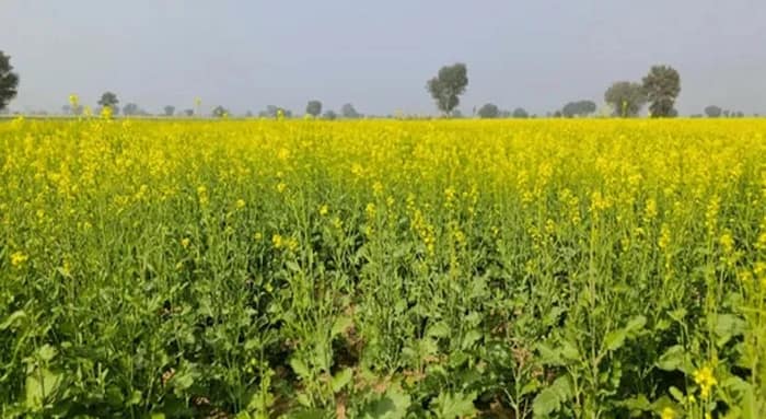 নামমাত্র তৈলবীজ ও ডাল কিনেছে মোদি সরকার, নামেই সহায়ক মূল্য ঘোষণা