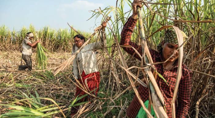 পেট বড় বালাই, আখের খেতে কাজ পেতে অস্ত্রোপচার ৮৪৩ জন মহিলার, মহারাষ্ট্রের বিদের পরিযায়ী শ্রমিকদের দুর্দশার ছবি