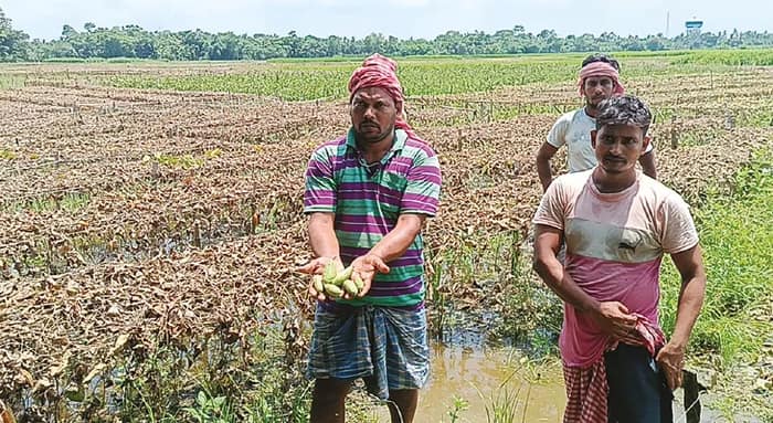 বারাসতে দুগ্ধ কারখানার দূষিত  জলে জমির ক্ষতি, সরব চাষিরা