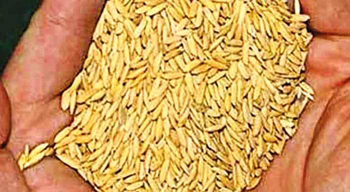 সার্টিফায়েড ধান বীজ বিক্রির উপর জোর
