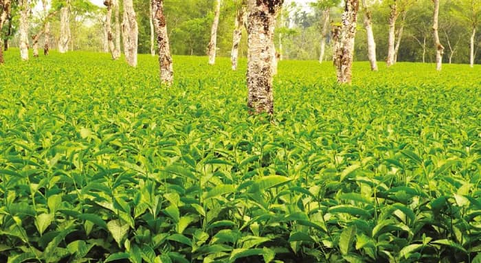 লক্ষ কেজি চা নিয়ে ১০ বছর পর আজ জলপাইগুড়িতে নিলাম শুরু