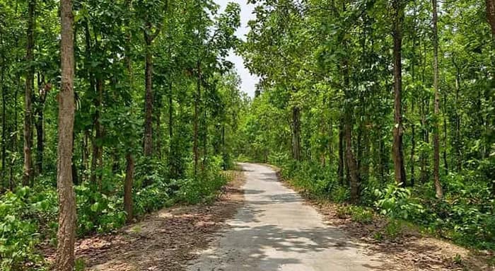 জঙ্গল থেকে হঠাৎই ঘরে ঢুকল ডোরাকাটা প্রাণী! ব্যাপক চাঞ্চল্য, অকুস্থলে বনদপ্তর