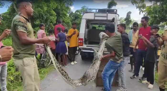 আস্ত ছাগল খেয়ে পেট ফুলে কলাগাছ! বাগান থেকে উদ্ধার ১৫ ফুটের অজগর