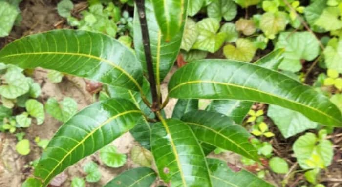 সরকারি উদ্যোগে আমেরিকা, থাইল্যান্ড, জাপানের আমের বাগান হচ্ছে পুরুলিয়ায়
