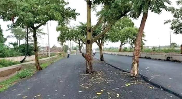 রাস্তার মাঝে গাছ, পাটনা-গয়া রোড যেন মরণফাঁদ