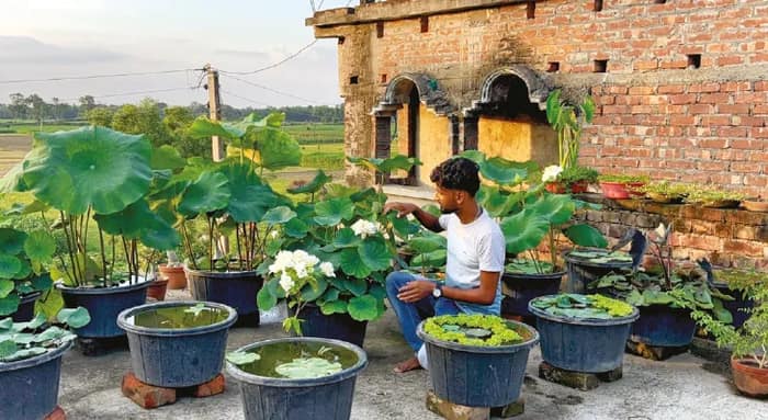 ছাদ-বাগানে ৪২ প্রজাতির পদ্ম চাষ, বিকল্প আয়ের পথ দেখাচ্ছেন উৎসব