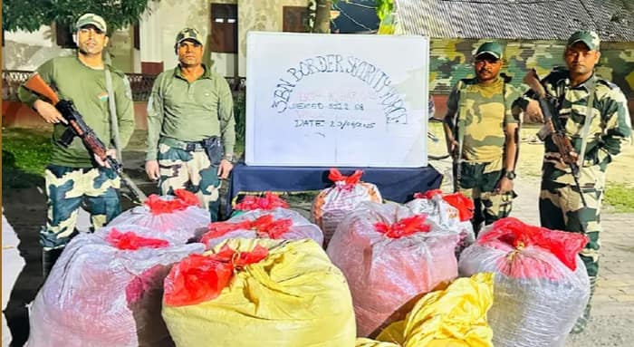 সীমান্তে ধানের বস্তার আড়ালে পাচার, উদ্ধার ৫৫২ কেজি গাঁজা