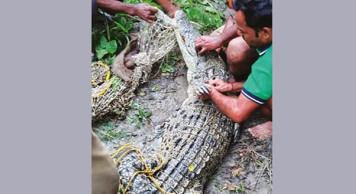 পাথরপ্রতিমার পুকুরে ফের মিলল কুমির, আতঙ্ক গ্রামে