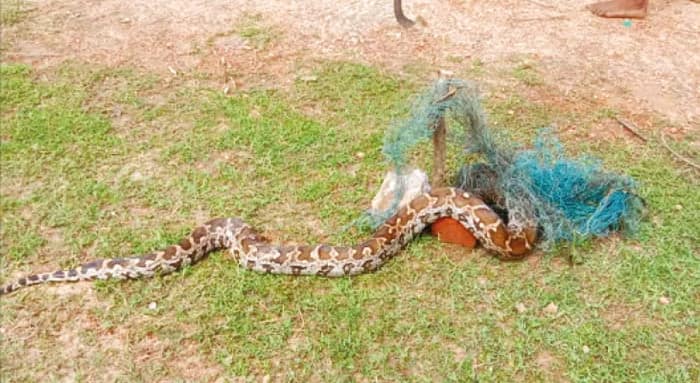 পুরুলিয়ার লোটো গ্রামে ময়াল উদ্ধার