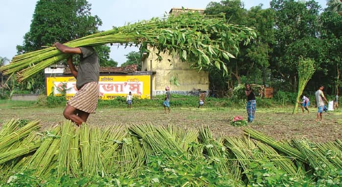 বৃষ্টি হতেই জেলাজুড়ে পাট কাটার হিড়িক