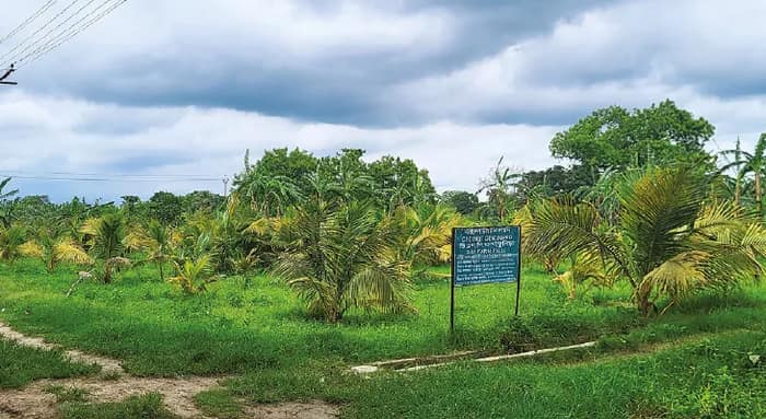 কল্যাণীতে উন্নতমানের নারকেল চারার নার্সারি গড়ে তুলেছে কেন্দ্রীয় কৃষি মন্ত্রক