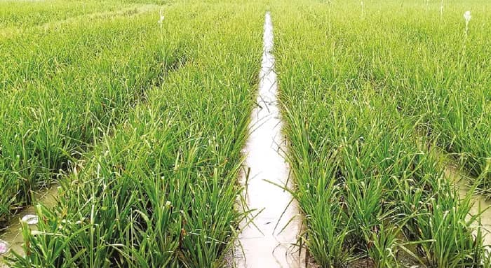 বিরামহীন বৃষ্টি, ক্ষতির মুখে নদীয়ার ফুল চাষ