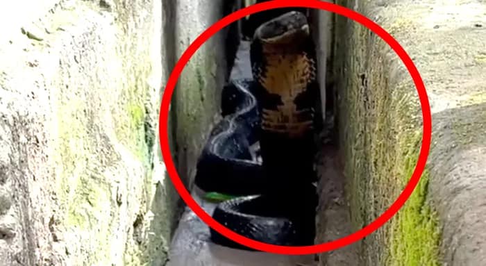জলপাইগুড়ি থেকে উদ্ধার বিশালাকার কিং কোবরা! আতঙ্ক এলাকায়