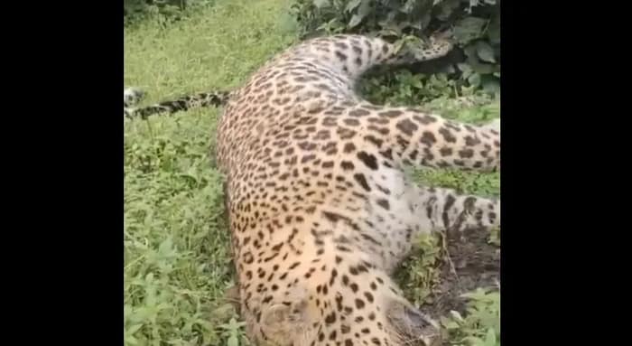 চা বাগান থেকে উদ্ধার চিতাবাঘের মৃতদেহ, এলাকায় চাঞ্চল্য