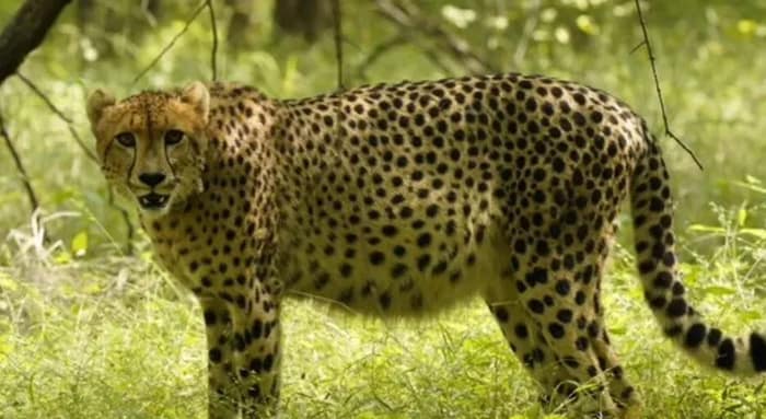 চোরাশিকারের বলি? কুনোয় ফের মৃত্যু জখম চিতার